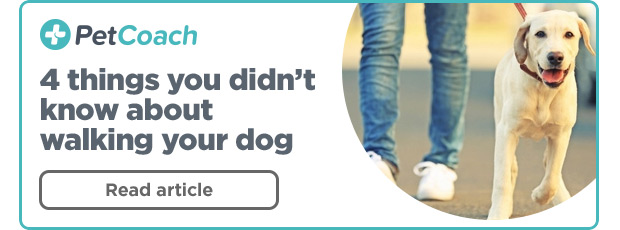 PetCoach - 4 things you didn't know about walking your dog. Read article >