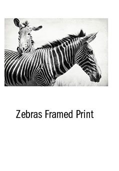 Zebras Framed Print