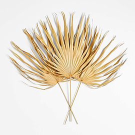 Dried Palm Fronds, Set of 3