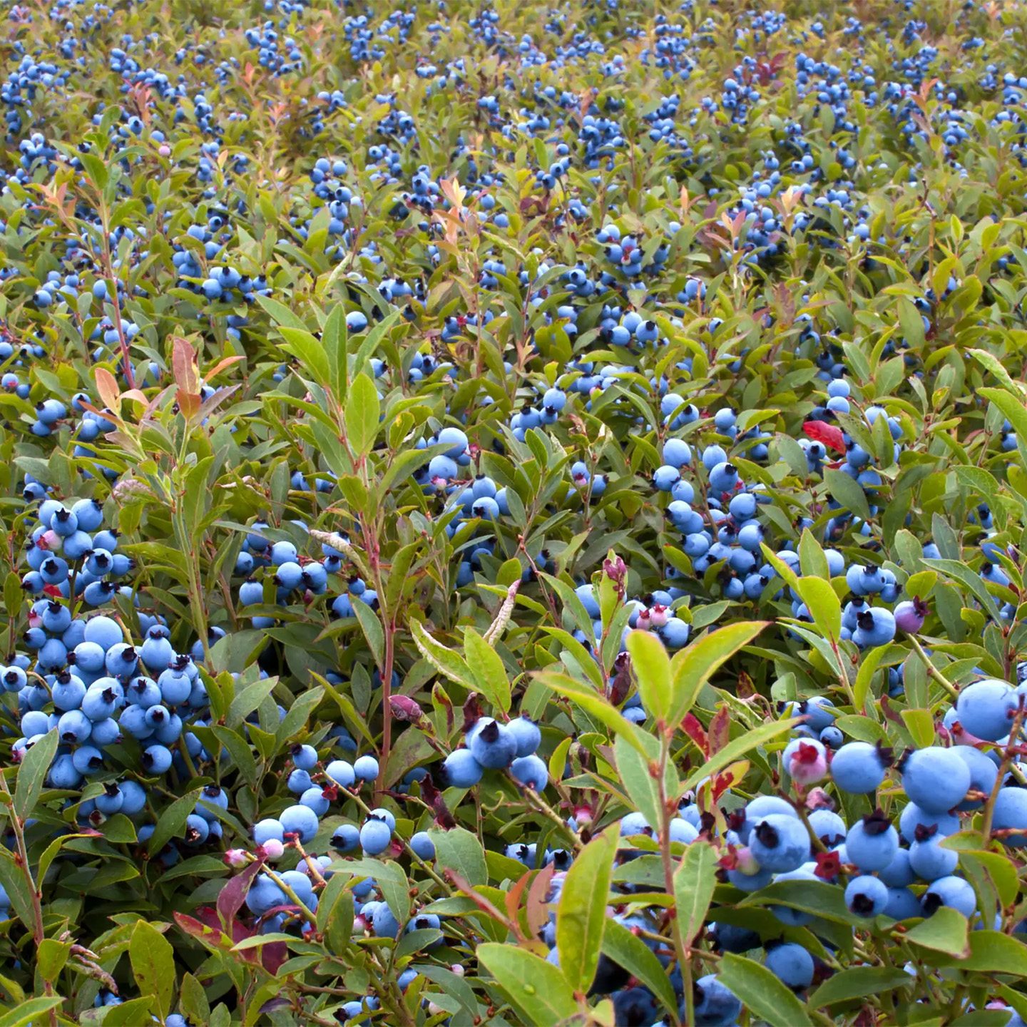 The Future of This Berry Is at Risk—Could a Burgeoning Wine Industry Come to Its Rescue?