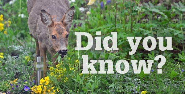 Did you know?