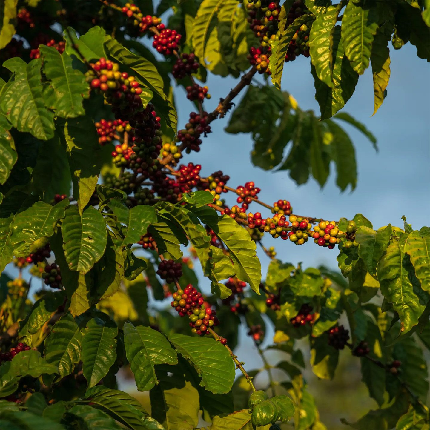 The 2023 Coffee Trend Nobody Saw Coming