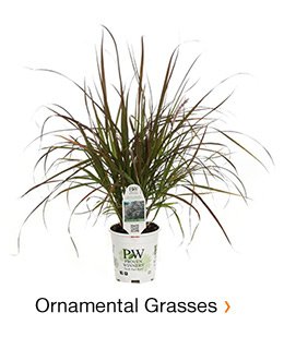 ORNAMENTAL GRASSES