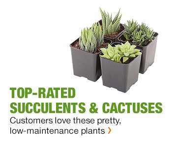 TOP-RATED SUCCULENTS & CACTUSES