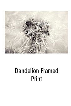 Dandelion Framed Print