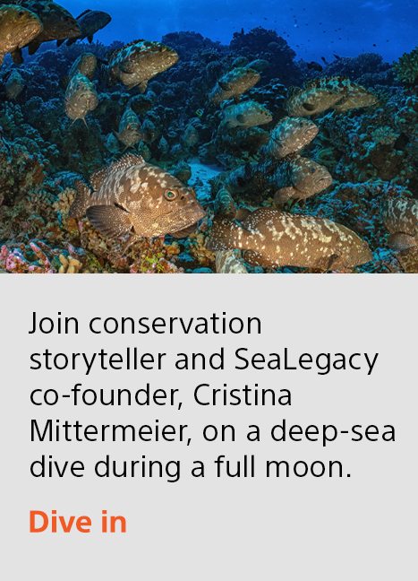 Join conservation storyteller and SeaLegacy co-founder, Cristina Mittermeier, on a deep-sea dive during a full moon. | Dive in