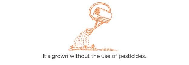 Organic Cotton is grown without the use of pesticides