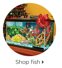 Shop fish > 