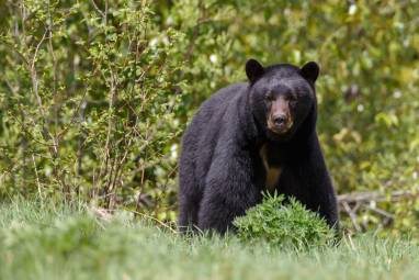 Residents Kill Bear in 'Unusual' Self-Defense Encounter Inside Home
