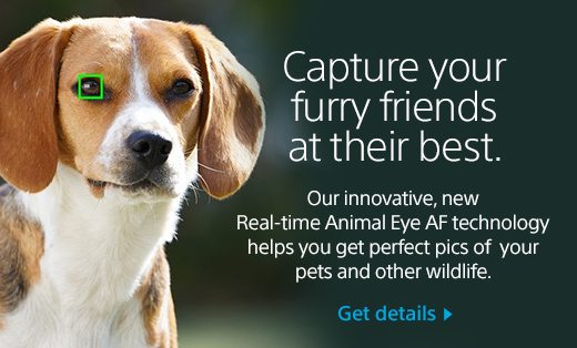 Capture your furry friends at their best. Our innovative, new Real-time Animal Eye AF technology helps you get perfect pics of your pets and other wildlife. | Get details