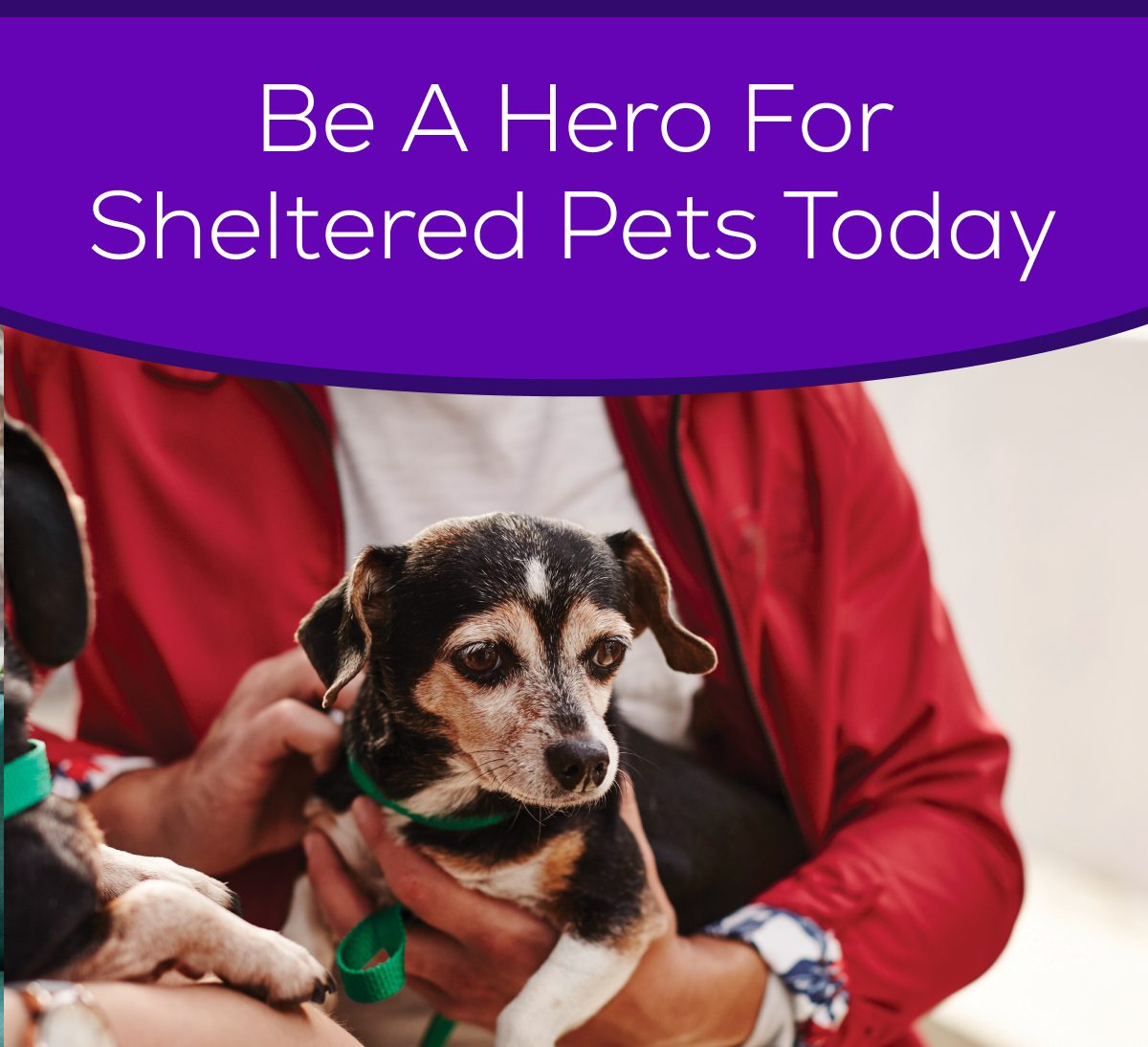 Be A Hero For Sheltered Pets Today